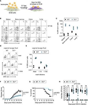 Endogenous Retroviruses Provide Protection Against Vaginal HSV-2 Disease